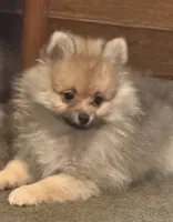 Rascal, a male Pomeranian for sale in Murfreesboro, TN – 5 of 10