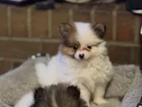 Little Eyed Josephine (rare parti markings) , a female Pomeranian for sale in Murfreesboro, TN – Photo 4 of 10