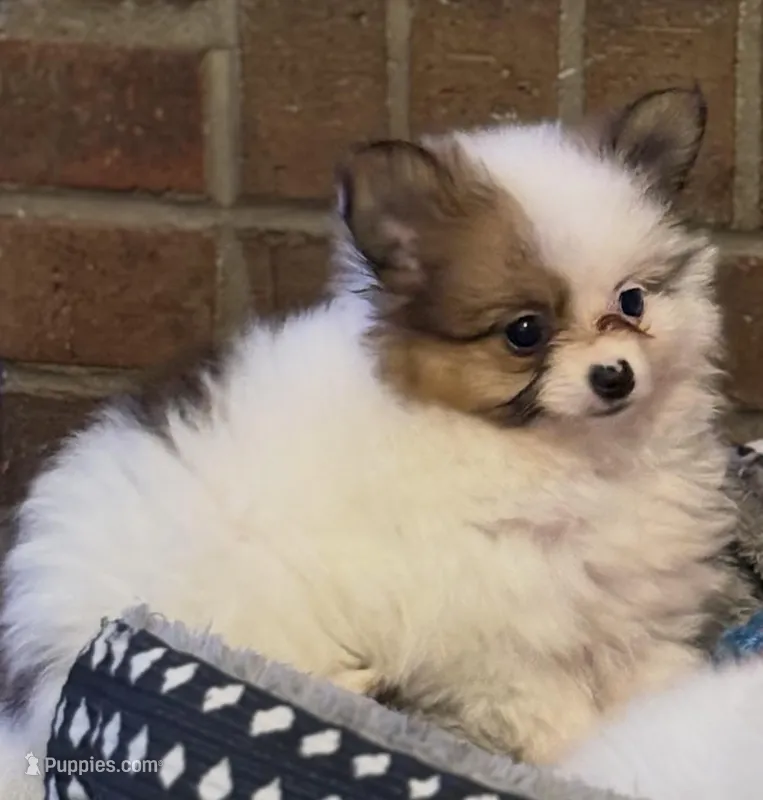 Little Eyed Josephine (rare parti markings)  – Pomeranian puppy for sale in Murfreesboro, TN