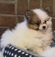 Little Eyed Josephine (rare parti markings) , a female Pomeranian for sale in Murfreesboro, TN – Photo 1 of 10