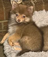 Molly, a female Pomeranian for sale in Murfreesboro, TN – 2 of 4