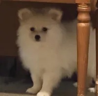 Polar Bear, a male Pomeranian for sale in Murfreesboro, TN – 2 of 9