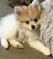 Pumpkin Pie, a male Pomeranian for sale in Murfreesboro, TN – 4 of 9