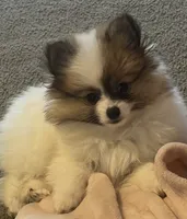 Milkshake (rare parti markings), a female Pomeranian for sale in Murfreesboro, TN – 1 of 10