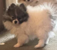 Little Girl Blue (rare blue markings ) , a female Pomeranian for sale in Murfreesboro, TN – 2 of 10