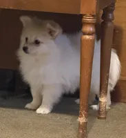 Polar Bear, a male Pomeranian for sale in Murfreesboro, TN – 6 of 9