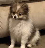 Trixie , a female Pomeranian for sale in Murfreesboro, TN – 4 of 8