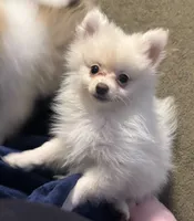 Vanilla Dream, a male Pomeranian for sale in Murfreesboro, TN – 7 of 8