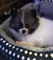 Little Girl Blue (rare blue markings ) , a female Pomeranian for sale in Murfreesboro, TN – 10 of 10