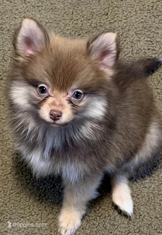 Molly – Pomeranian puppy for sale in Murfreesboro, TN