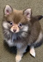 Molly, a female Pomeranian for sale in Murfreesboro, TN – 1 of 4