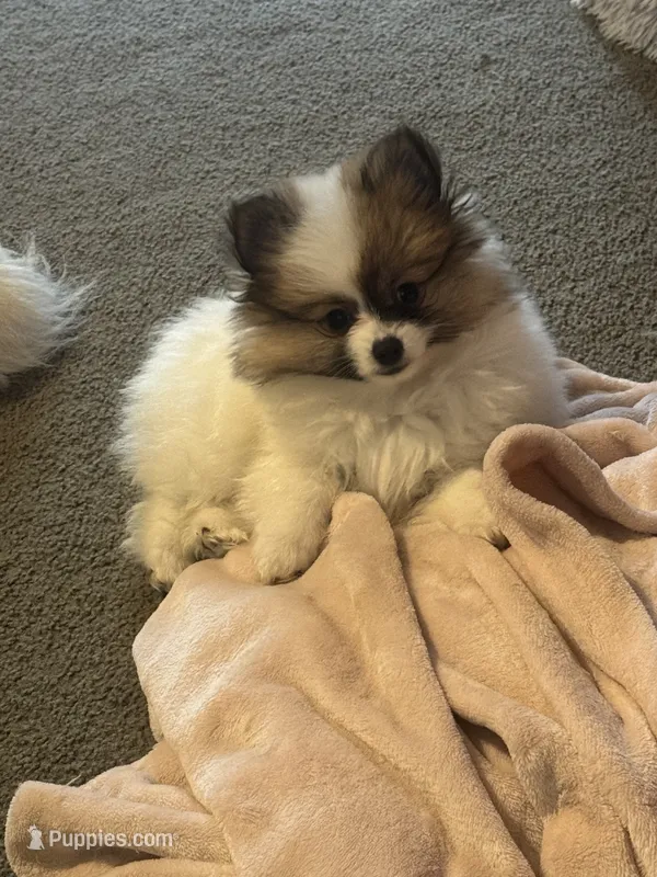 Milkshake (rare parti markings) – Pomeranian puppy for sale in Murfreesboro, TN