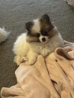 Milkshake (rare parti markings), a female Pomeranian for sale in Murfreesboro, TN – 2 of 10