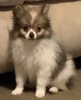 Trixie , a female Pomeranian for sale in Murfreesboro, TN – 6 of 8