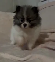 Little Girl Blue (rare blue markings ) , a female Pomeranian for sale in Murfreesboro, TN – 8 of 10