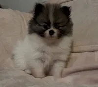 Little Girl Blue (rare blue markings ) , a female Pomeranian for sale in Murfreesboro, TN – 3 of 10