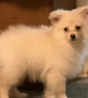 Polar Bear, a male Pomeranian for sale in Murfreesboro, TN – 7 of 9