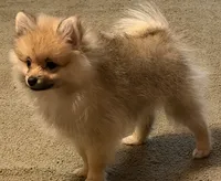 Rascal, a male Pomeranian for sale in Murfreesboro, TN – 10 of 10