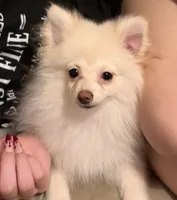 Vanilla Dream, a male Pomeranian for sale in Murfreesboro, TN – 4 of 8