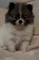 Little Girl Blue (rare blue markings ) , a female Pomeranian for sale in Murfreesboro, TN – 4 of 10