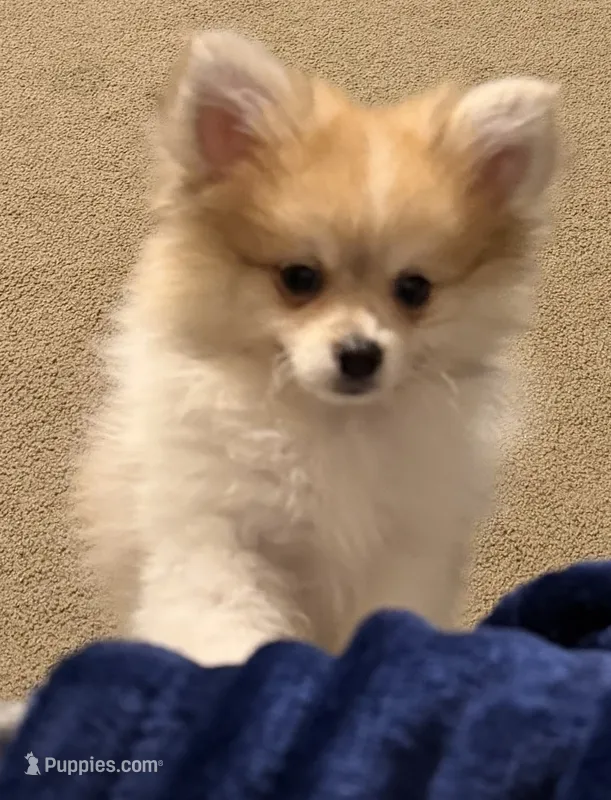 Pumpkin Pie – Pomeranian puppy for sale in Murfreesboro, TN