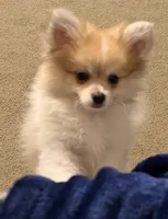 Pumpkin Pie, a male Pomeranian for sale in Murfreesboro, TN – 1 of 9