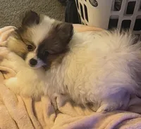 Milkshake (rare parti markings), a female Pomeranian for sale in Murfreesboro, TN – 3 of 10