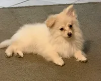 Polar Bear, a male Pomeranian for sale in Murfreesboro, TN – 8 of 9