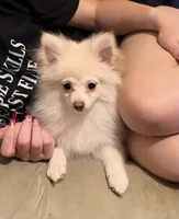 Vanilla Dream, a male Pomeranian for sale in Murfreesboro, TN – 5 of 8