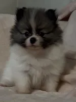 Little Girl Blue (rare blue markings ) , a female Pomeranian for sale in Murfreesboro, TN – 7 of 10