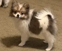 Trixie , a female Pomeranian for sale in Murfreesboro, TN – 3 of 8