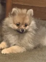 Rascal, a male Pomeranian for sale in Murfreesboro, TN – 2 of 10