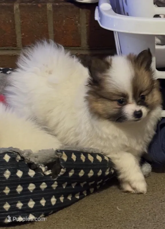 Milkshake (rare parti markings) – Pomeranian puppy for sale in Murfreesboro, TN