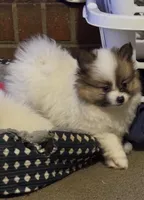 Milkshake (rare parti markings), a female Pomeranian for sale in Murfreesboro, TN – Photo 4 of 10