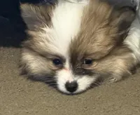 Milkshake (rare parti markings), a female Pomeranian for sale in Murfreesboro, TN – Photo 6 of 10