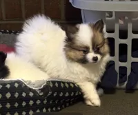 Milkshake (rare parti markings), a female Pomeranian for sale in Murfreesboro, TN – Photo 9 of 10