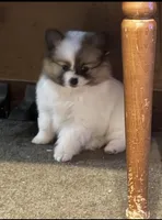 Milkshake (rare parti markings), a female Pomeranian for sale in Murfreesboro, TN – Photo 2 of 10