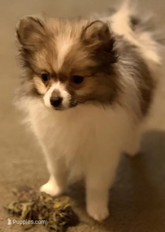 Trixie , a female Pomeranian for sale in Murfreesboro, TN – 1 of 8