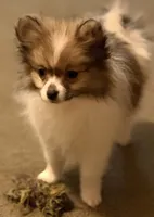 Trixie , a female Pomeranian for sale in Murfreesboro, TN – 1 of 8
