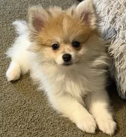 Pumpkin Pie, a male Pomeranian for sale in Murfreesboro, TN – 3 of 9