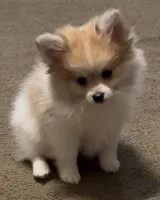 Pumpkin Pie, a male Pomeranian for sale in Murfreesboro, TN – 2 of 9