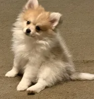 Pumpkin Pie, a male Pomeranian for sale in Murfreesboro, TN – 6 of 9