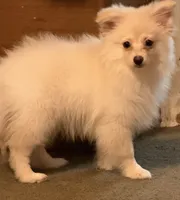 Polar Bear, a male Pomeranian for sale in Murfreesboro, TN – 3 of 9