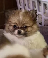 Tiny Tom (rare parti markings), a male Pomeranian for sale in Murfreesboro, TN – 2 of 10