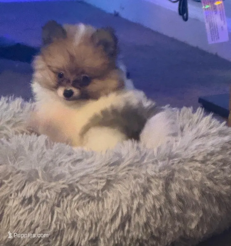 Tiny Tom (rare parti markings) – Pomeranian puppy for sale in Murfreesboro, TN