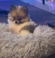 Tiny Tom (rare parti markings), a male Pomeranian for sale in Murfreesboro, TN – 1 of 10