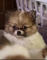 Tiny Tom (rare parti markings), a male Pomeranian for sale in Murfreesboro, TN – 7 of 10