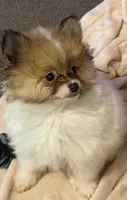 Tiny Tom (rare parti markings), a male Pomeranian for sale in Murfreesboro, TN – 6 of 10