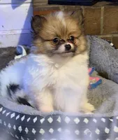 Tiny Tom (rare parti markings), a male Pomeranian for sale in Murfreesboro, TN – 3 of 10