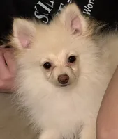 Vanilla Dream, a male Pomeranian for sale in Murfreesboro, TN – 8 of 8